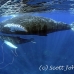 whale_humpback_sb_h_1354_dom1361.jpg